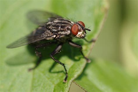 Close-up Of A Fly Free Stock Photo - Public Domain Pictures