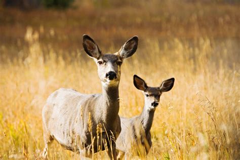 Mule Deer | Jason Savage Photography