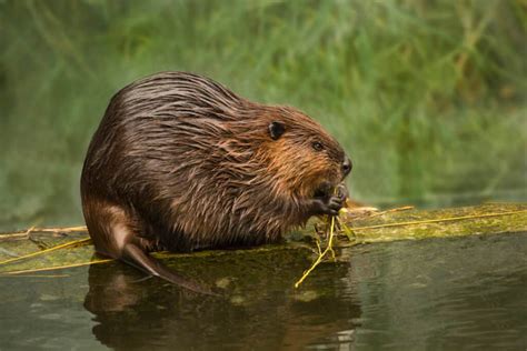 4 Reasons Why Beavers Cut Down Trees (And How They Do It) - Tree Journey