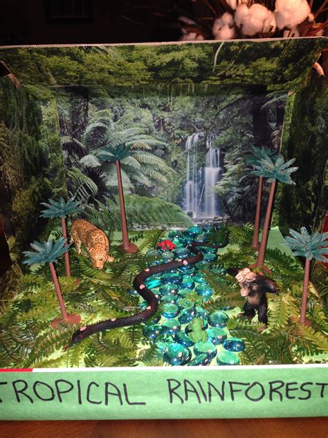 Rainforest biome in a box | Rainforest project, Habitats projects ...