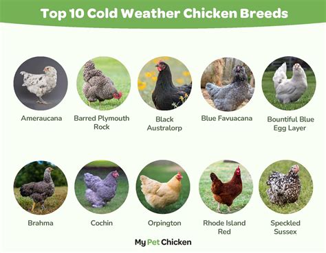 Best Chickens for Cold Weather - My Pet Chicken