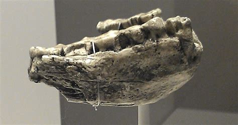 Jawbone Fossil Analysis Could Push Back Human Origins - New Historian