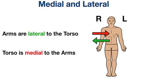 Anatomical Position and Directional Terms: Definitions, Example Labeled Diagrams, Body Planes ...