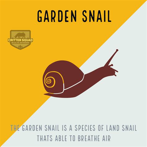 Garden Snail Fact Sheet - C.S.W.D