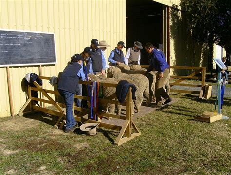 Holbrook Sheep and Wool Fair | NSW Holidays & Accommodation, Things to ...