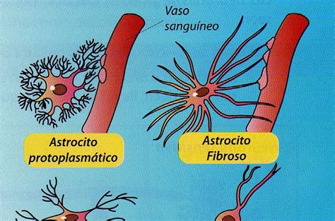 CiEnCiA LaSaLlIsTa: Tipos de celulas Gliales