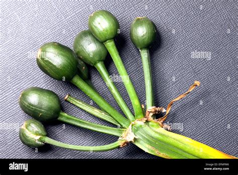 Clivia Seeds Stock Photo - Alamy