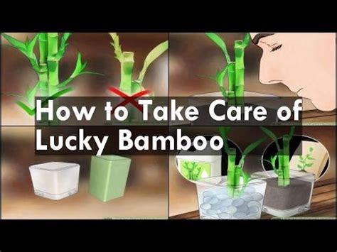 How To Propagate Your Lucky Bamboo - YouTube | Lucky bamboo, Making plant pots, Bamboo plants