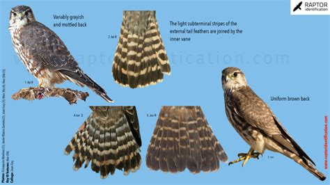 Merlin – Raptor Identification – The complete raptors guide