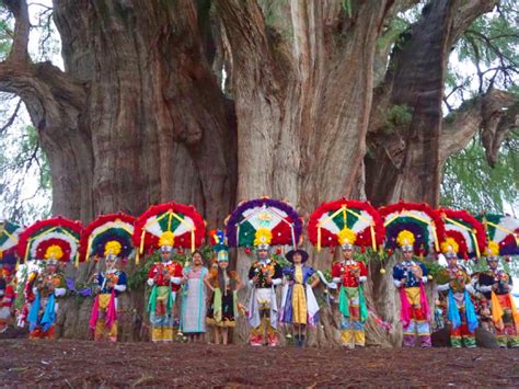 El árbol de Tule en Oaxaca - Norte de Ciudad Juárez