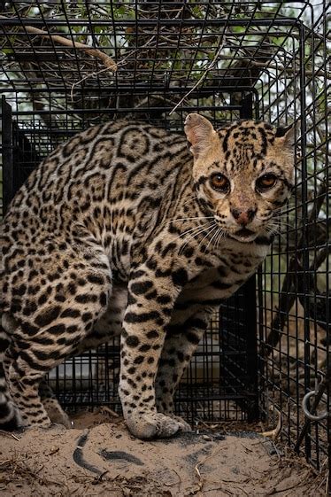 Ocelots once roamed the U.S. Can we bring them back?