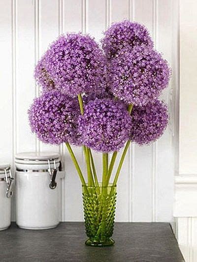 simply gorgeous...giant allium .........I used to grow these the size ...