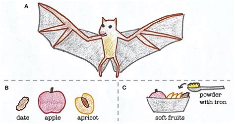 Bats, Blood, and the Biology of Iron: It Is All About Balance · Frontiers for Young Minds