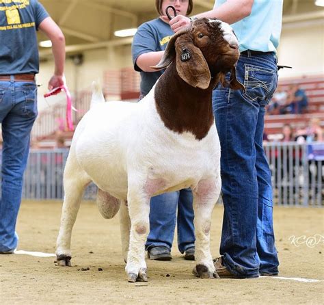 Pin by Jana Napier-Cline on Show Goats & Stock Trailer Ideas | Boer goats, Goats, Show goats