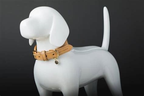 15 Classy Dog Collar Charms For Your Dog | Your Dog Advisor