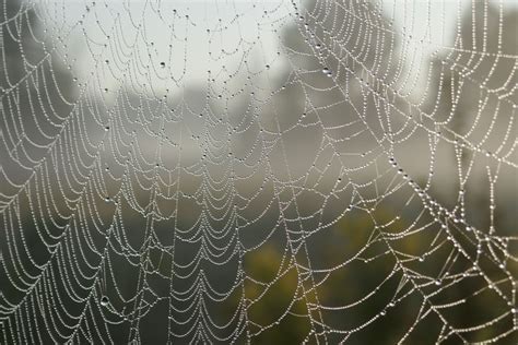 Free Photos closeup cobweb macro pattern | Web design basics, Web layout design, Web template design