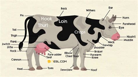 Parts of a Cow Vocabulary in English with Pictures • 7ESL | Travel words, Parts of a cow, Vocabulary