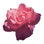 Aesthetic Flower PNG Free Download | PNG All