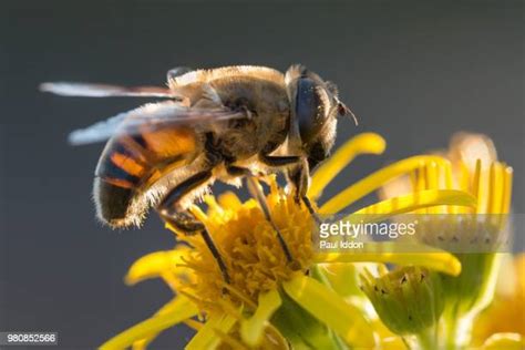 95 Eristalis Tenax Stock Photos, High-Res Pictures, and Images - Getty ...