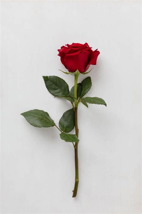 Wallpaper Of Single Red Rose