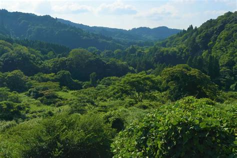 Yoro Valley: Come explore the reaches of central Chiba | Visit Chiba