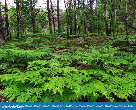Belarusian Forest. Green Fern in the Forest. the Nature of Belarus Stock Photo - Image of time ...