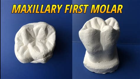 Carving of Maxillary First Molar (Tooth Morphology) - YouTube