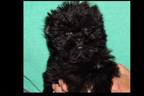 Edan Hill Affenpinschers - Affenpinscher Puppies For Sale - Born on 11/06/2019