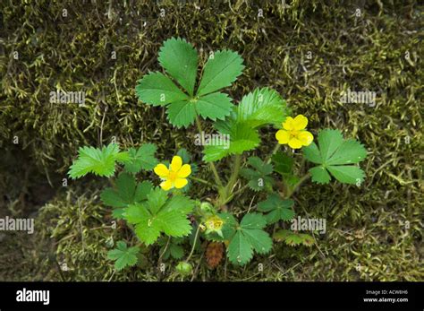 Wild strawberry plant with yellow blossoms in the Great Smoky Mountains National Park, USA Stock ...