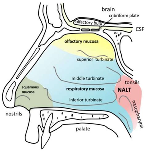 Nasal Anatomical Model Anatomy of Nose and Paranasal Sinuses of Frontal ...