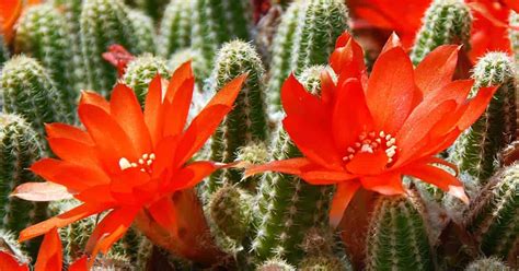 Flowering Cactus: How To Make Cactus Bloom [All Year Round]