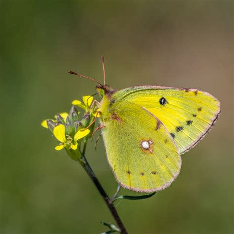 Postillon (Madeira Butterflies) · iNaturalist