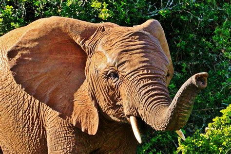 The African elephant. Discover the world's largest land animal.