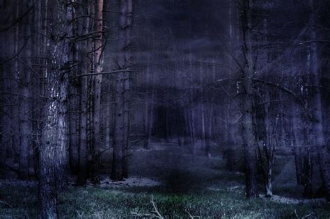 Dark Forest in Fog, forest, fantasy, dark, abstract, fog, HD wallpaper | Peakpx