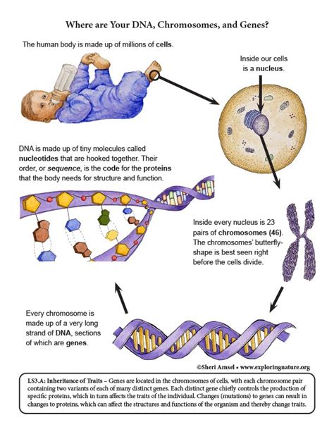 Where are Your DNA, Chromosomes, and Genes? Diagram