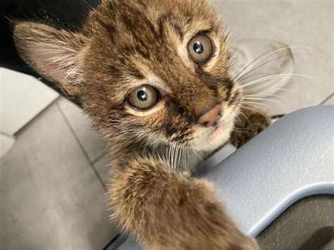 Caring Cat Steps In To Raise An Orphaned Baby Bobcat - The Dodo