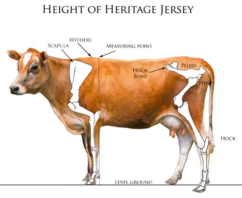 Heritage Jersey Organization > Measuring Your Jersey