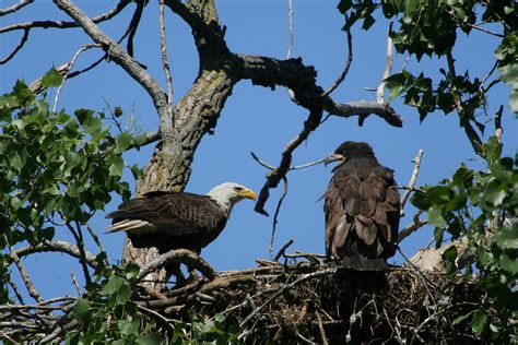 Bald Eagle Nesting, 6/17/2008 | chick is 10 weeks old, will … | Flickr