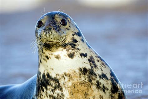 Grey Seal Photograph by John Devries/science Photo Library | Pixels