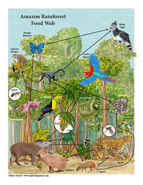 Tropical Rainforest Food Chain Diagram