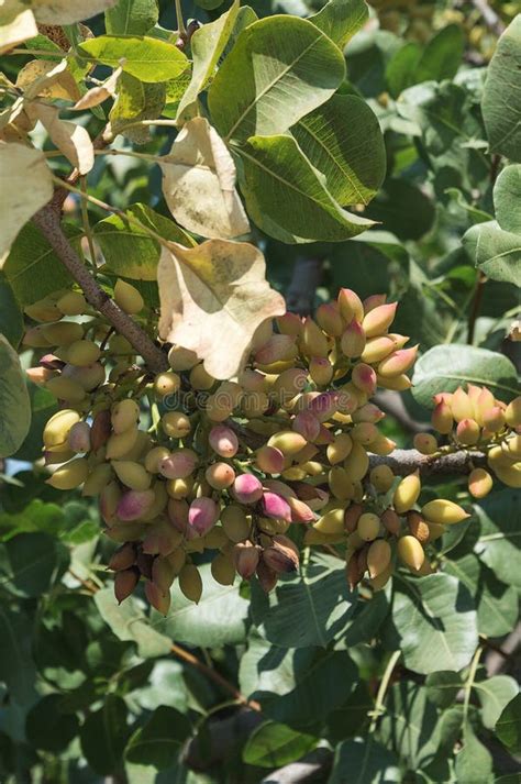 A Pistachio Tree stock photo. Image of natural, garden - 10942388