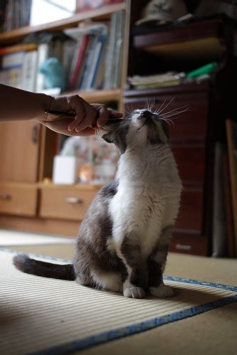 I love brushing | Miyako love brushing. She looks so comfort… | Flickr