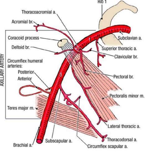 Axillary artery branches Flashcards | Quizlet