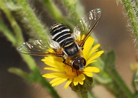 Diptera (Flies) of Orange County, California