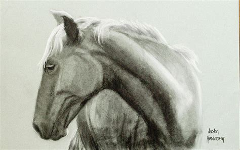 Profile of a Horse Drawing by Jordan Henderson | Fine Art America