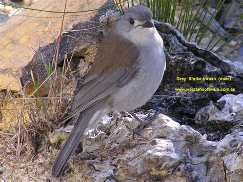 17 Best images about Outback Birds on Pinterest | Emu, Australia and Kites