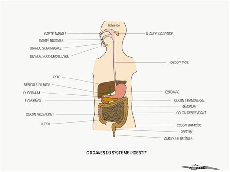 Organes du système digestif - Fiches IDE