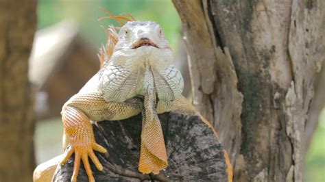 Falling iguanas? Amid Florida cold snap, forecasters warn reptiles ...