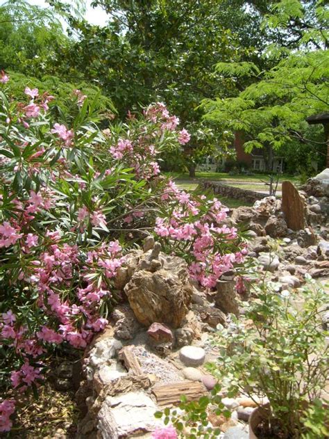 Rock Garden Beginnings – Child of the Rock Garden