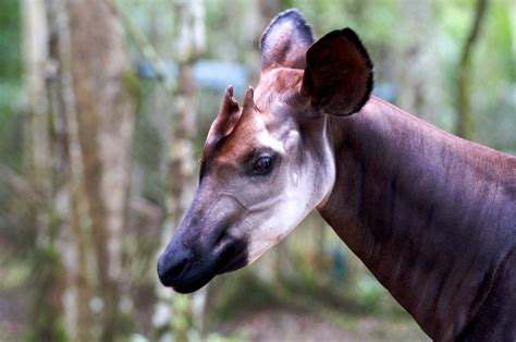 The Okapi: The Shy Forest Dwellers of Central Africa - Africa Geographic